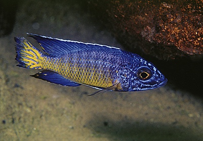 Aulonocara stuartgranti 'Mdoka Reef'